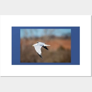 Ring-billed Gull Gliding Quietly by Debra Martz Posters and Art